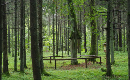 16. Aukšlinio liepa_0.jpg